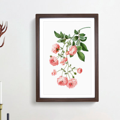 Rambler Roses by Pierre-Joseph Redoute - Picture Frame Painting Print
