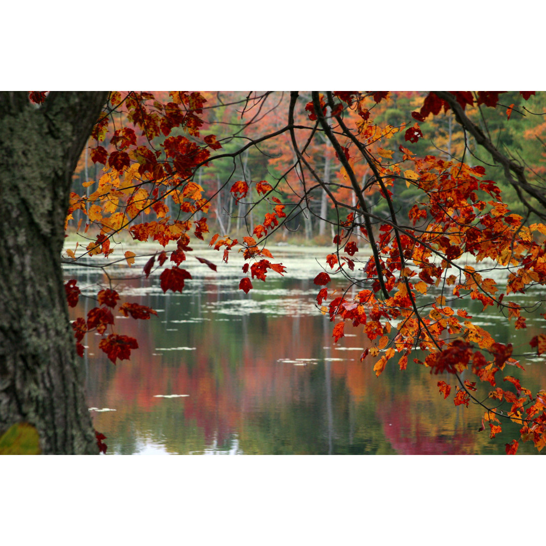 Herbstlaub mit See von Ntzolov - Kunstdrucke auf Leinwand