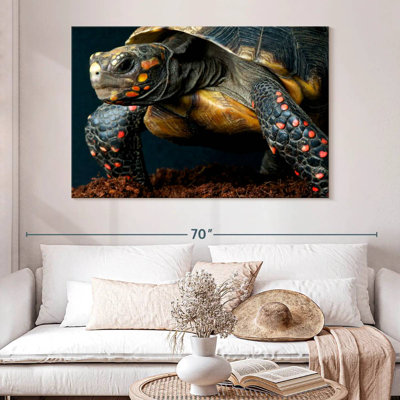 Brampt Amazon Red Footed Tortoise