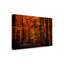 « forest densation », reproduction de photo sur toile tendue-312923598