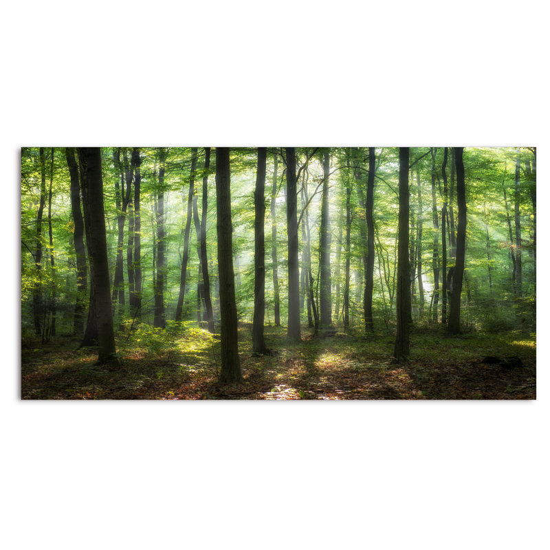 «Sunny Morning Magic Forest IV» - photographie sur toile, H 24 po x l 36 po x P 1 po, Toile tendue
