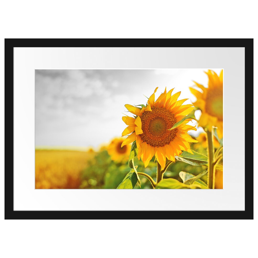 Gerahmtes Poster Nahaufnahme einer Sonnenblume