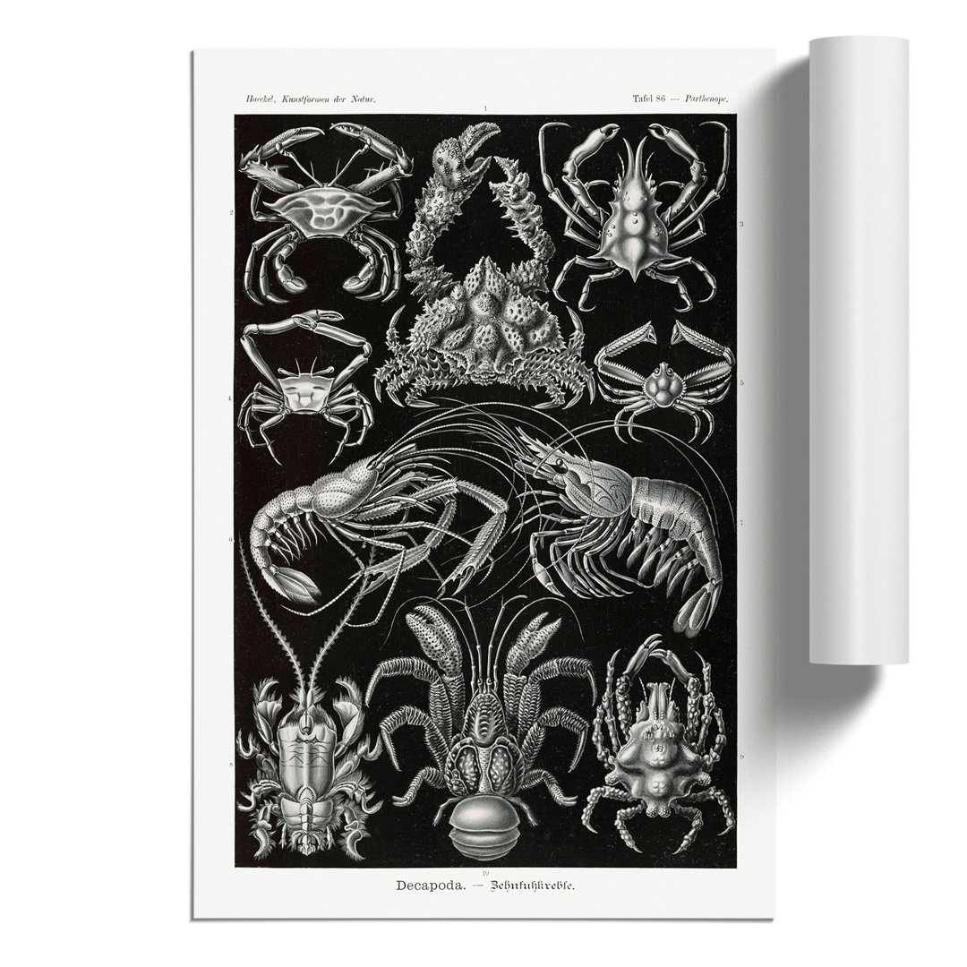 Crustaceans by Ernst Haeckel - Frameless Print