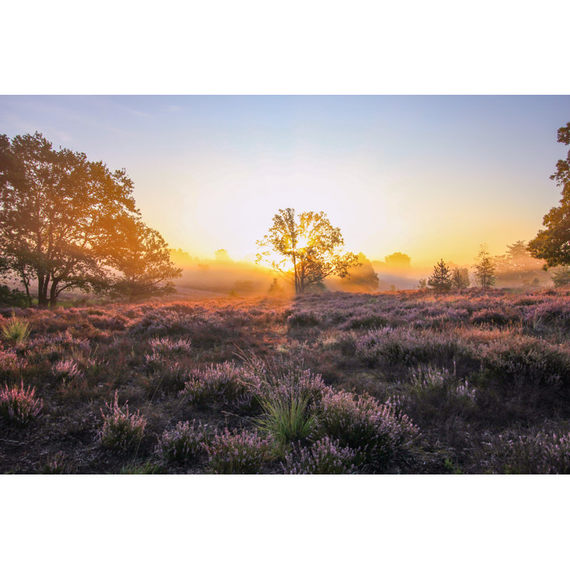 National Park Hoge Kempen by Eefje Verbeek - Wrapped Canvas Print, 30cm H x 46cm W