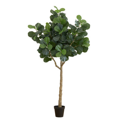 Plante de 120 po
