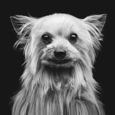 Yorkshire Terrier by Svetography - Wrapped Canvas Print