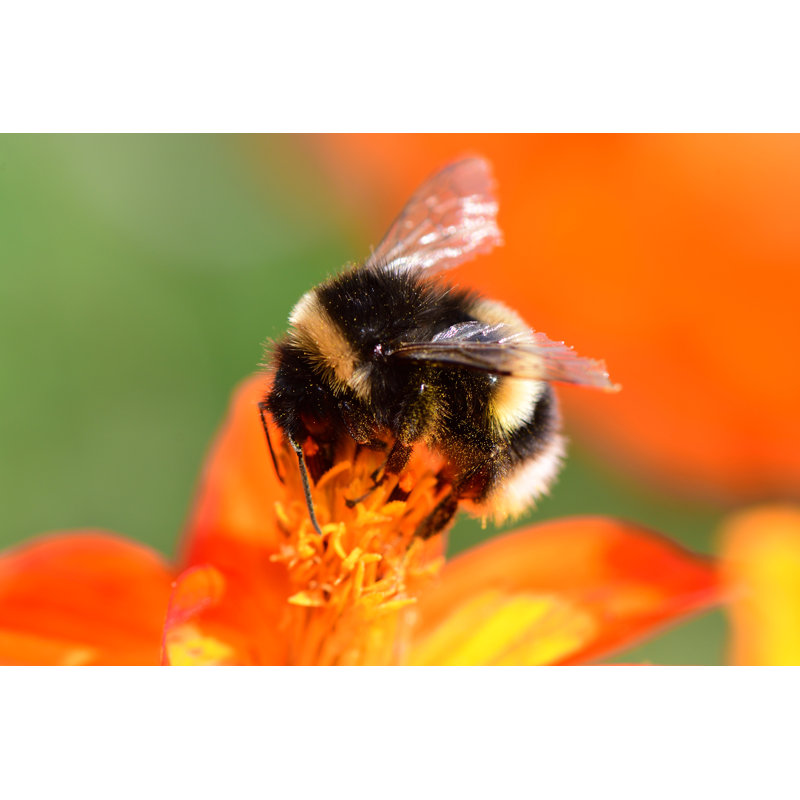 Flannagan Bumble Bee On A Coreopsis Flower by Tom Meaker - Wrapped Canvas Print, 30cm H x 46cm W x 3.8cm D