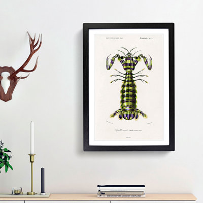 Giant Mantis Shrimp by Charles D'Orbigny - Picture Frame Painting Print