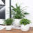 Aniece Ceramic Pot Planter