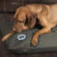 Expedition Orthopedic Polyester Pet Bed-2033301383