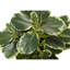 Ensemble de 2 plantes en soie artificielle Dorae Ficus Elastica, 56 feuilles vertes, pot gris-117054327