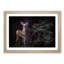 Curious Fawn in Abstract - Picture Frame Painting Print-55679584-55679587