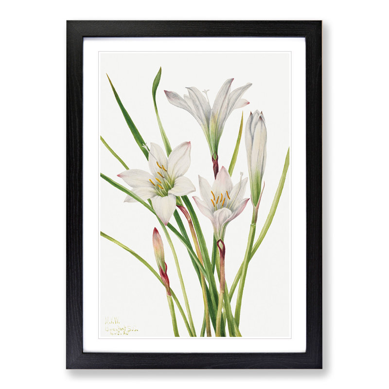 Atamasco Lily by Mary Vaux Walcott - Picture Frame Painting, 36cm H x 27cm W x 2cm D, Black Framed