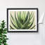 Angelical Aloe Vera Plant - Framed Print-65429968-65429969