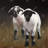 Two Lambs Beige Rustic Framed Matted Print for Home Decor