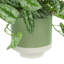 Scindapsus Plant in Ceramic Pot