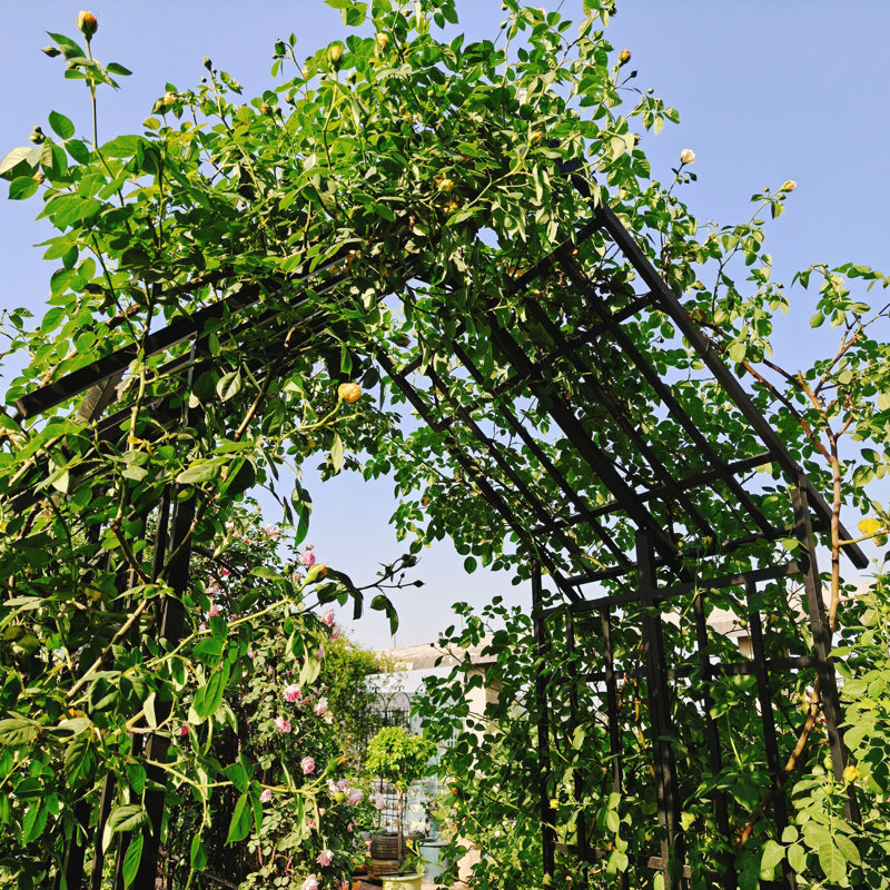 Arche de jardin réglable en métal pour soutenir les plantes grimpantes