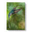 Green Hermit Hummingbird - Wrapped Canvas-56665920