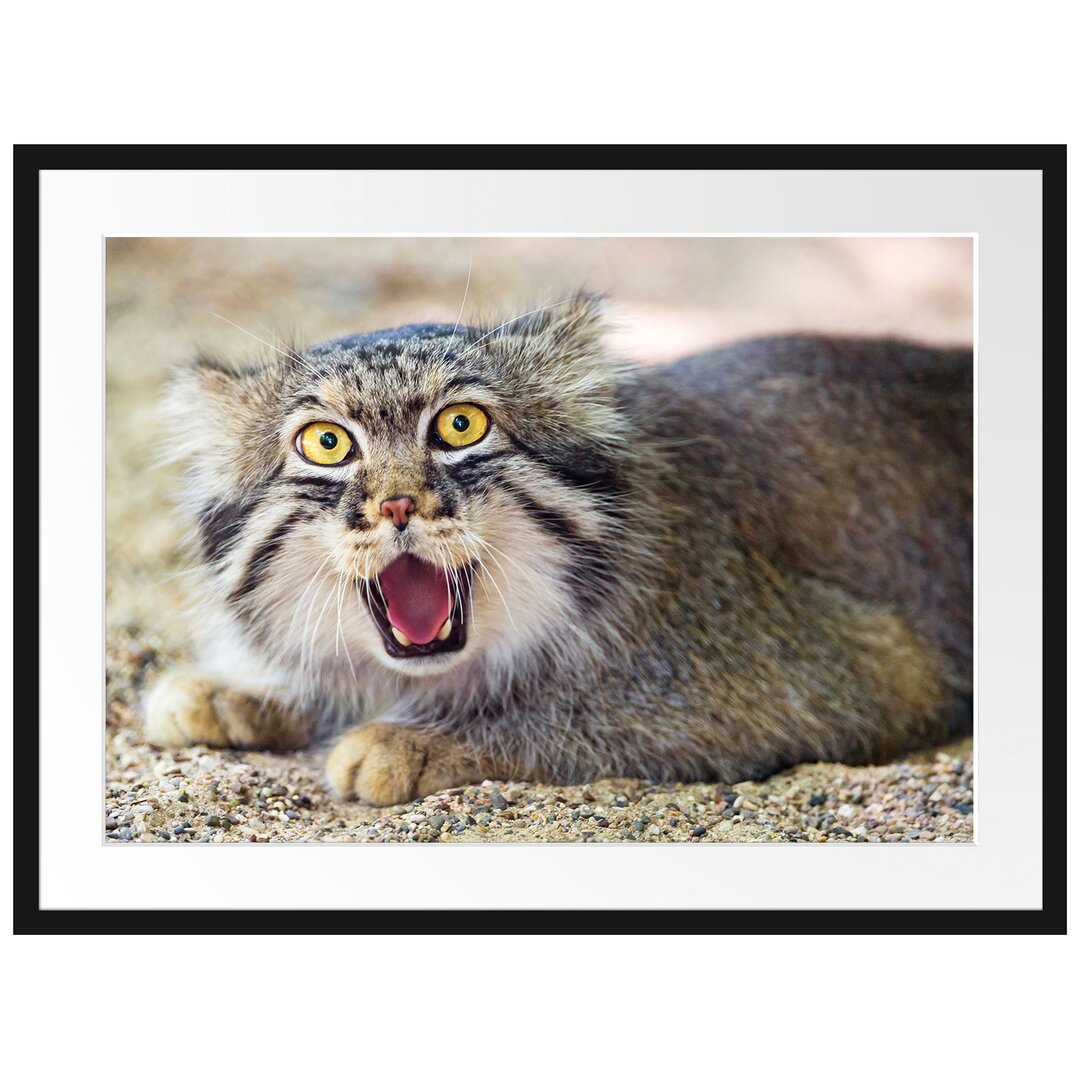 Schüchterner Manul Gerahmter Fotodruck Poster