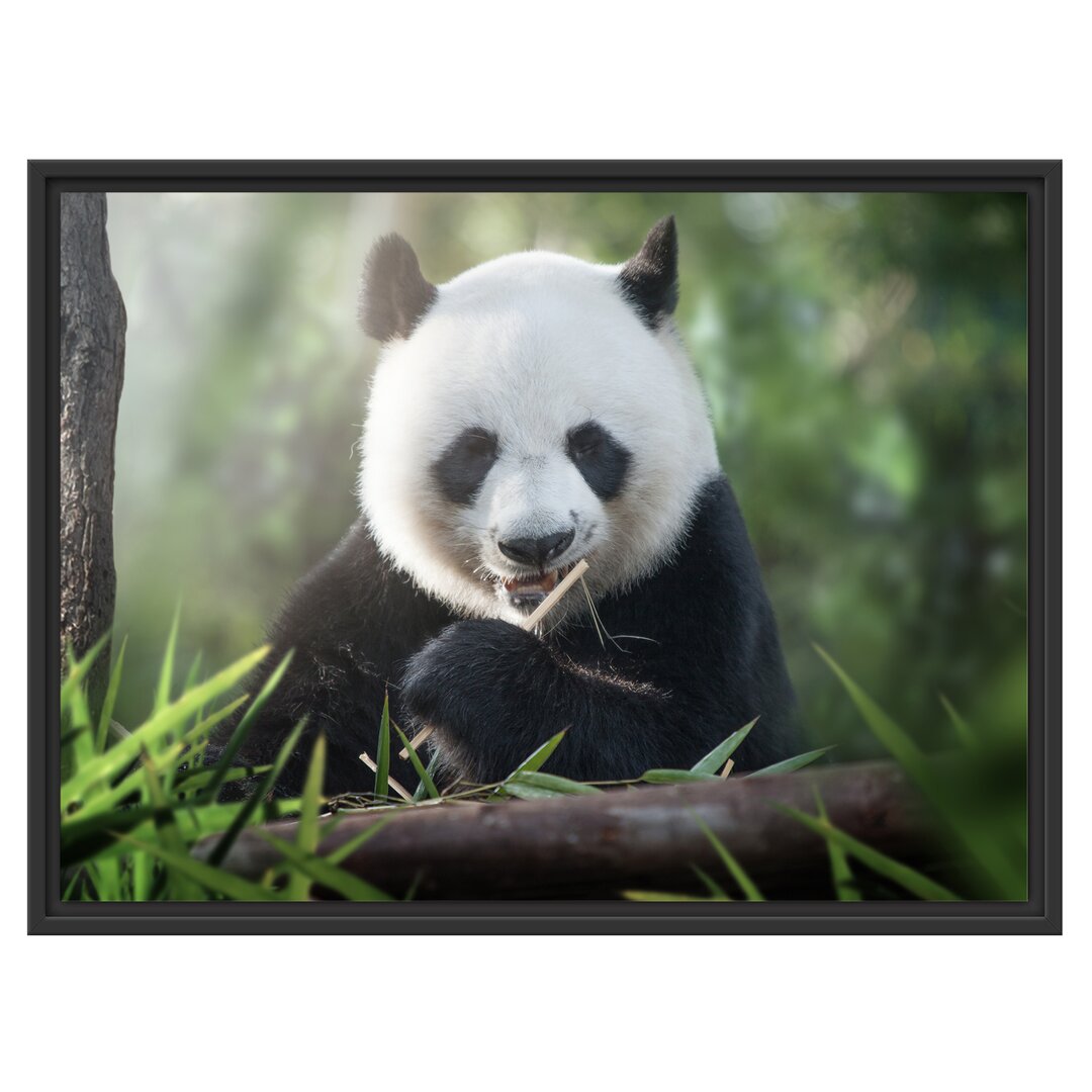 Gerahmtes Wandbild Niedlicher Panda isst Bambus