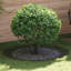 Tree Ring Decorative Garden Modern Protector Outdoor Ornament Base Home-418723725-418723727