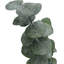 Ensemble de 4 bouquets d'eucalyptus séchés-209624961