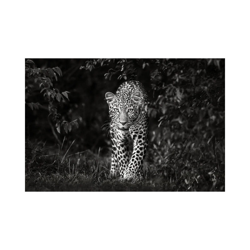Leopard, Eye To Eye by Xavier Ortega - Gallery-Wrapped Canvas Giclée on Canvas, Canvas, 20.32 cm H x 30.48 cm W