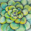 «Watercolor Succulent Plant - Green Leaves», reproduction d'art encadrée
