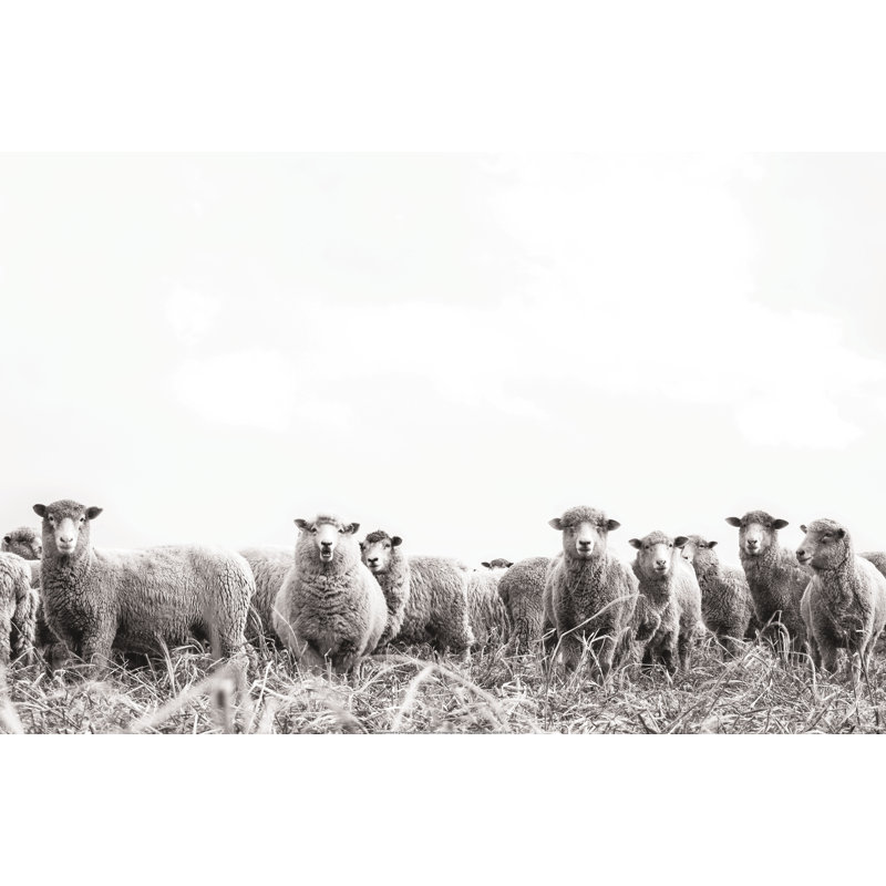 " Black And White Sheep Herd ", 8" H x 12" W