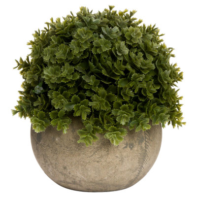 Annitta 13cm Plant in Pot