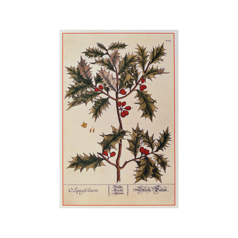 Elizabeth Blackwell - Print on Canvas, Wrapped Canvas, 101.6 cm H x 66.04 cm W x 1.91 cm D