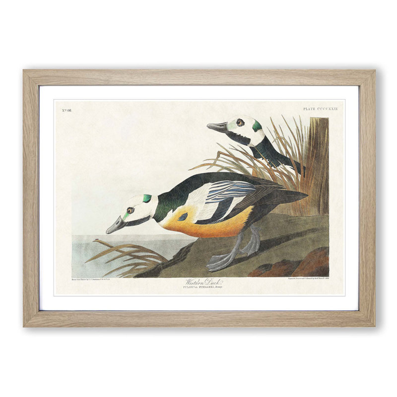 Western Ducks by John James Audubon - Framed Print, 36cm H x 48cm W x 2cm D, Oak Framed