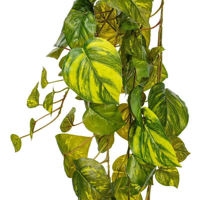 Pothos