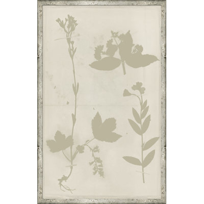 " Ghost Herbaria In Celedon " by Soicher Marin Archives