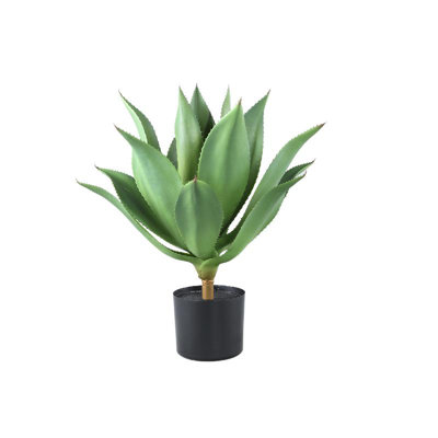 Agave 56cm Plant