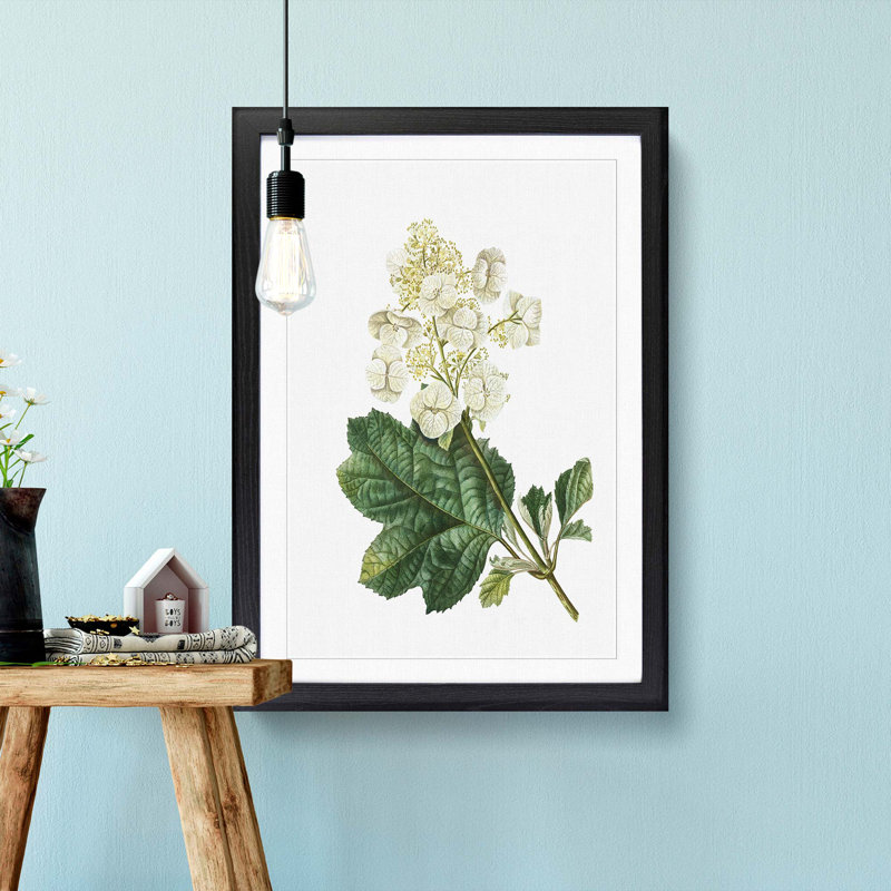 Oakleaf Hydrangea by Pierre-Joseph Redoute - Picture Frame Painting Print, 36cm H x 27cm W x 2cm D, Black Framed