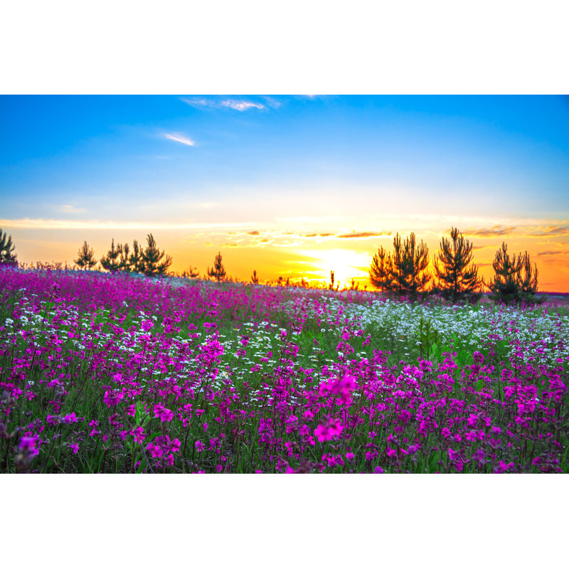 «Ledea Summer Sunrise Over A Blossoming Meadow on Canvas» par Yanikap, photographie, H 8 po x l 12 po x P 1,25 po