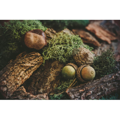 Acorns, Moss, Chestnut by Kseniya_Milner - Wrapped Canvas Print