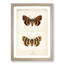 Darling Underwing Moth by S.F. Denton - Picture Frame Painting Print-55491089-55491090