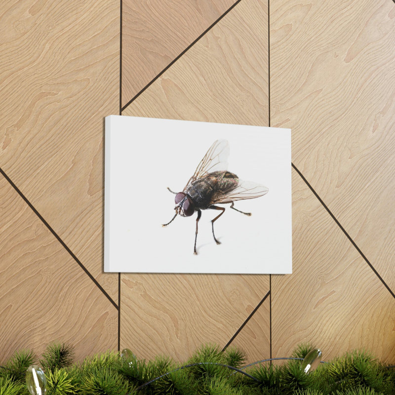No Frame Print on Canvas, 27.94cm H x 35.56cm W