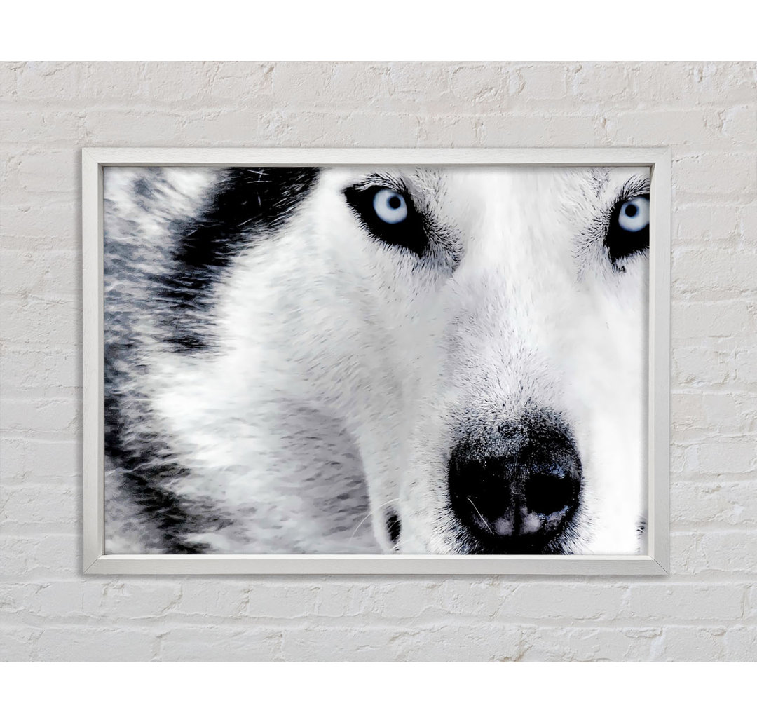 Siberian Husky Eyes - Einzelner Bilderrahmen Kunstdrucke auf Leinwand