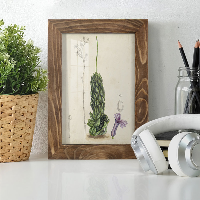 Antique Cactus IV, reproduction encadrée sur papier, H 8 po x l 6 po x P 1 po, Noyer