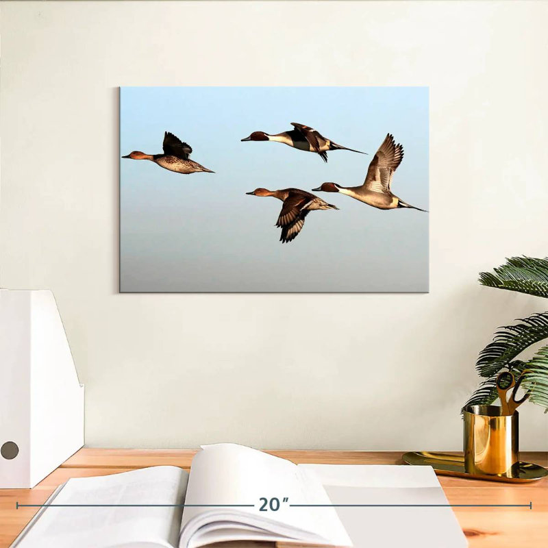 Canards pilet Brampt, H 8 po x l 12 po