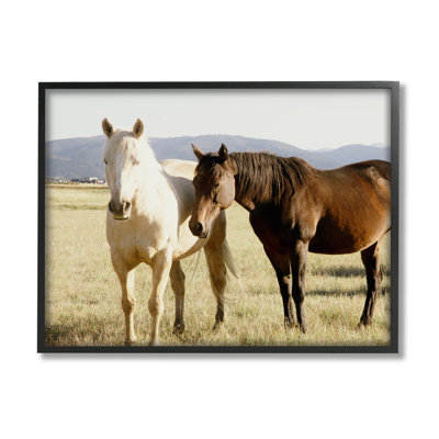 Chevaux de campagne, nature animalière - photographie