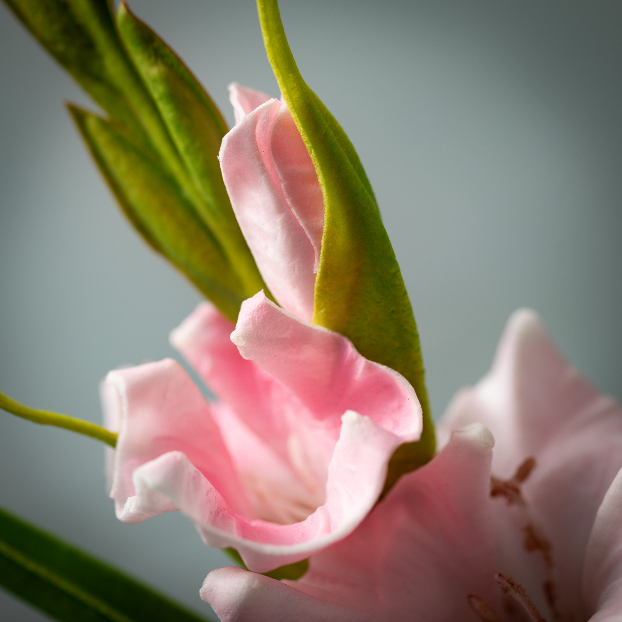 Lissa 21.5" Cheery Gladiola, Pink