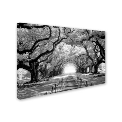 «Oak Alley inf Check» par Alexan, reproduction de photo sur toile tendue