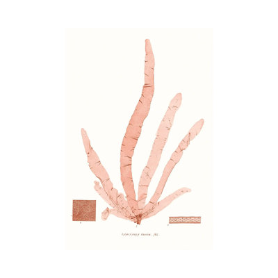 Vivid Coral Seaweed VI by Vision Studio - Wrapped Canvas Print