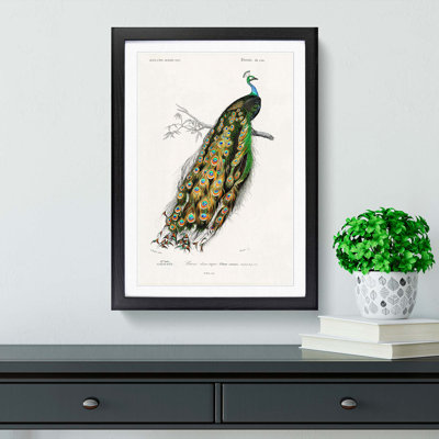 Indian Peacock by Charles D' Orbigny - Picture Frame Painting Print on MDF