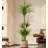 High-End Dragon's Blood Tree Bionic Green Plant