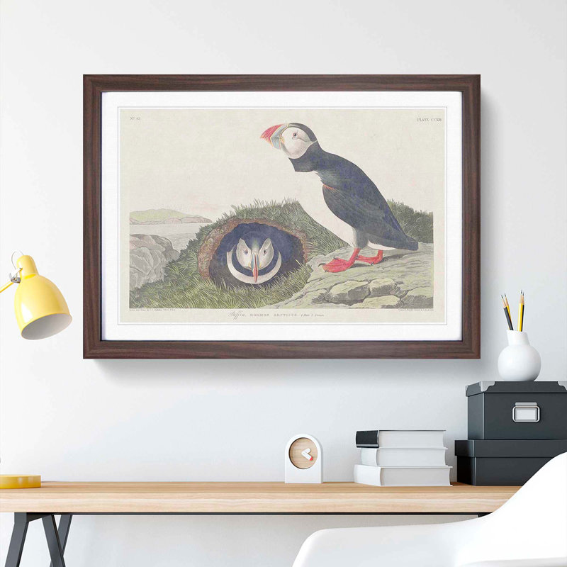 Puffin Birds by John Audubon - Framed Print, 27cm H x 36cm W x 2cm D, Walnut Framed